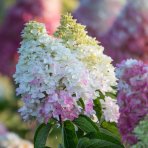 Hortenzia metlinatá (Hydrangea paniculata) ´LIVING COLOURFUL COCKTAIL´® by LIVING CREATIONS® - výška 20-30 cm, kont. C2L